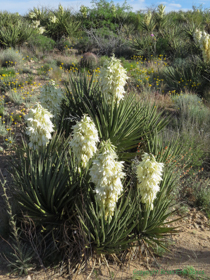 Banana Yucca (Yucca baccata) was everywhere on this passage.