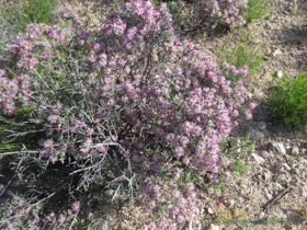 Featherplume (Dalea formosa).