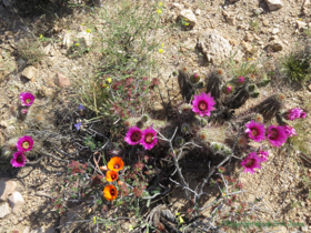 Another bouquet of wildflowers on AZT Passage 15.