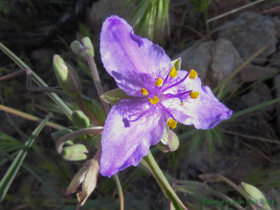 Prairie Spiderwort (Tradescantia occidentalis).