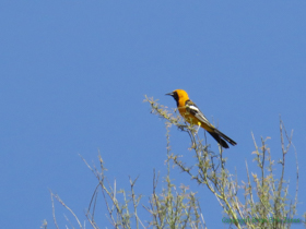 A Hooded Oriole (Icterus cucullatus) surveys the area.