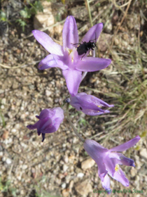 A beetle on a Bluedicks (Dichelostemma capitatum) flower.