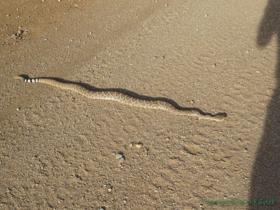 Another one of several very large Western Diamond-backed Rattlesnakes (Crotalus atrox) seen on the road on the way back to the highway and home.