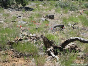 Wildflowers on Hardscrabble Mesa.