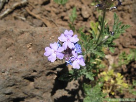 I think this is Dakota mock vervain (Glandularia bipinnatifida)