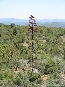 A Perry's agave (agave parryi) (I think) on Hardscrabble Mesa.