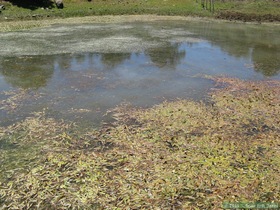 A spring-fed stock pond on Hardscrabble Mesa along AZT Passage 26.  The water was surprisingly clean looking for a stock pond.