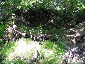 Oak Spring on AZT Passage 26.