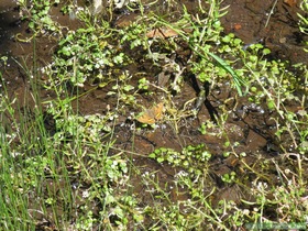 An unidentified butterfly at Oak Spring on AZT Passage 26.