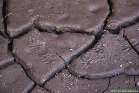 Raccoon tracks in Hell Hole Canyon