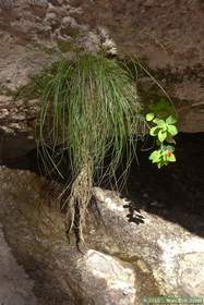 A crimson monkeyflower clinging to an overhang at a small seep in Hell Hole Canyon