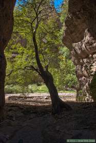 This tree was the gatekeeper to a slot canyon tributary to Hell Hole Canyon.
