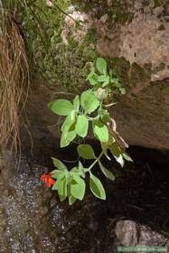 A crimson monkeyflower clinging to an overhang at a small seep in Hell Hole Canyon