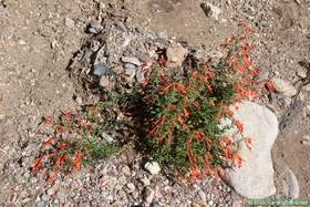 Hummingbird trumpet flowers in Hell Hole Canyon