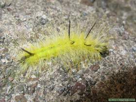 An American dagger moth caterpillar (Acronicta americana) in Hell Hole Canyon