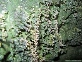 Precipitate formations at the source of a spring in Hell Hole Canyon