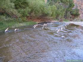 A driftwood graveyard in Aravaipa Creek.