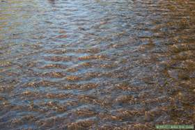 The honey waters of Aravaipa Creek in the afternoon.