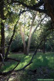 A sycamore tree in Aravaipa Canyon