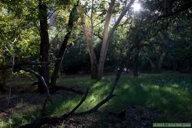 A sycamore tree in Aravaipa Canyon