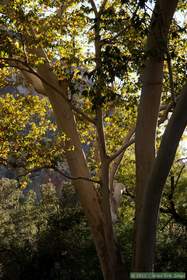 A sycamore tree in Aravaipa Canyon