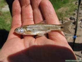 A dead Gila longfin dace in Aravaipa Creek