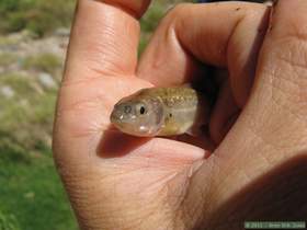 A dead Gila longfin dace in Aravaipa Creek