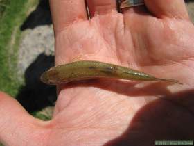 A dead Gila longfin dace in Aravaipa Creek