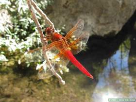 A flame skimmer dragonfly (Libellula saturata) in Virgus Canyon