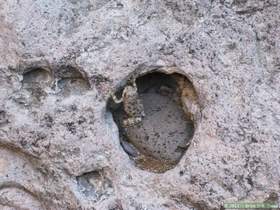 A canyon treefrog (Hyla arenicolor) in Virgus Canyon