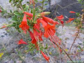 Hummingbird trumpet ((Epilobium canum ssp. Latifolium) in Virgus Canyon