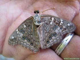 A dead empress leilia butterfly (Asterocampa leilia) in Virgus Canyon