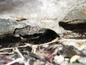 An ornate tree lizard (Urosaurus ornatus) hiding in Horse Camp Canyon