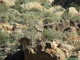 A bighorn (Ovis canadensis) in Horse Camp Canyon