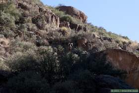 A bighorn (Ovis canadensis) in Horse Camp Canyon