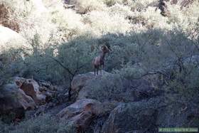 A bighorn (Ovis canadensis) in Horse Camp Canyon
