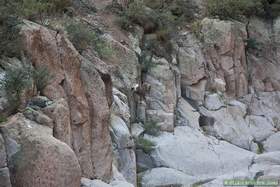 A bighorn (Ovis canadensis) coming down to drink in Horse Camp Canyon