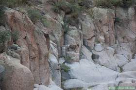 A bighorn (Ovis canadensis) coming down to drink in Horse Camp Canyon
