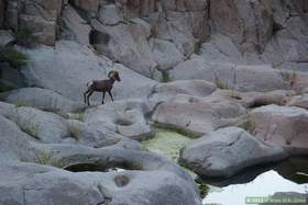 A bighorn (Ovis canadensis) in Horse Camp Canyon