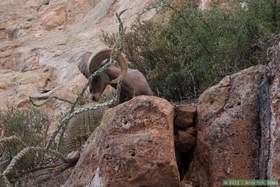 A bighorn (Ovis canadensis) eating barrel cactus fruit in Horse Camp Canyon