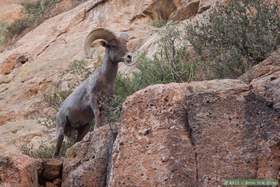A bighorn (Ovis canadensis) in Horse Camp Canyon