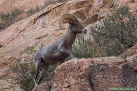 A bighorn (Ovis canadensis) in Horse Camp Canyon
