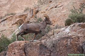 A bighorn (Ovis canadensis) in Horse Camp Canyon