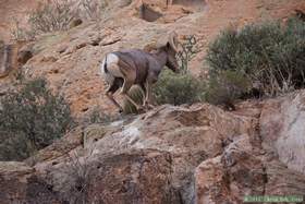 A bighorn (Ovis canadensis) in Horse Camp Canyon