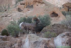 A bighorn (Ovis canadensis) in Horse Camp Canyon