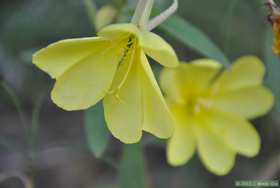 Wildflower in Aravaipa Canyon.