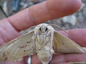 A huge western poplar sphinx moth (Pachysphinx occidentalis) in Aravaipa Canyon