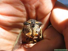A large Apache cicada (Diceropracta apache) in Aravaipa Canyon