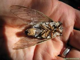 A large Apache cicada (Diceropracta apache) in Aravaipa Canyon