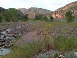 Sunflowers near the confluence of Blue River and Little Blue Creek